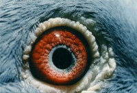 0813-97-43 V Enkel - 5211