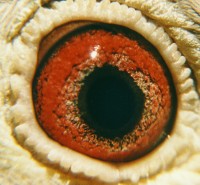 203 - rot - 50-50 - Wertring: schwarz