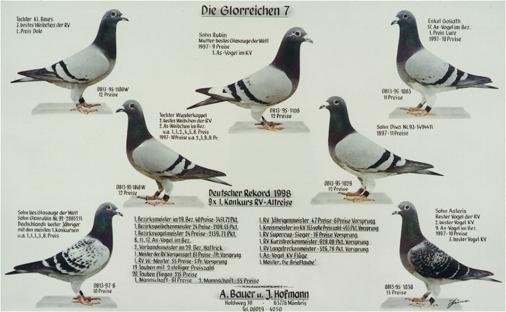 Die Glorreichen 7